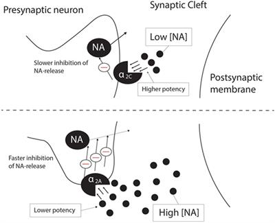 Therapeutic Potential of Selectively Targeting the α2C-Adrenoceptor in Cognition, Depression, and Schizophrenia—New Developments and Future Perspective